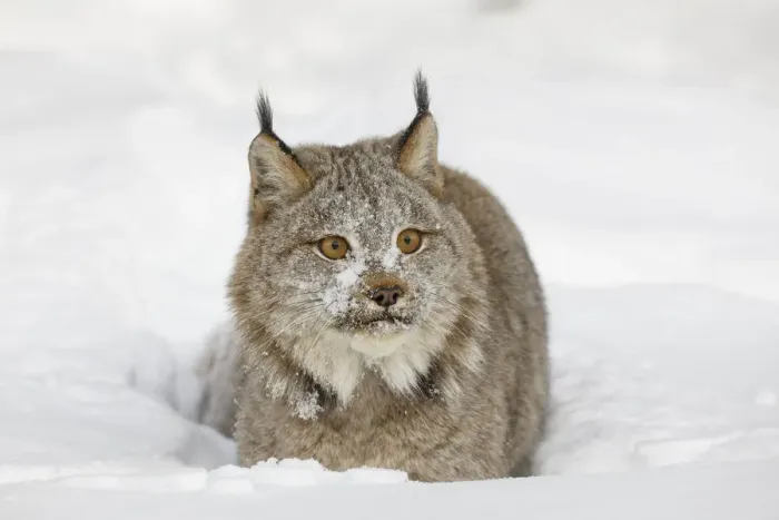 Framed Print : Eurasian lynx in winter, controlled situation, Lynx lynx Framed Print : Eurasian lynx in winter, controlled situation, Lynx lynx