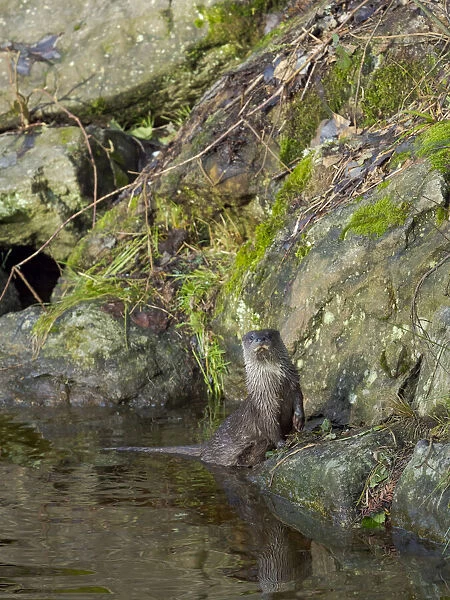 Eurasian Otter (Lutra lutra) during winter. Bavarian Forest National Park