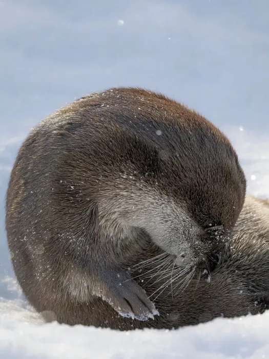 Framed Print : Eurasian otter (Lutra lutra) during winter, Finland, Ranua Wildlife Park