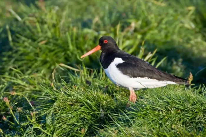 Framed Print : Eurasian Oystercatcher near Snaefellsness, Iceland