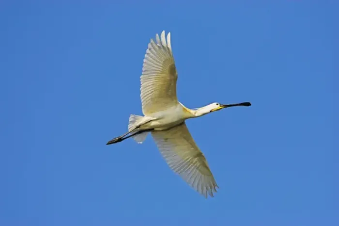 Framed Print : Eurasian spoonbill or common spoonbill (Platalea leucorodia) flying over the wetlands Framed Print : Eurasian spoonbill or common spoonbill (Platalea leucorodia) flying over the wetlands