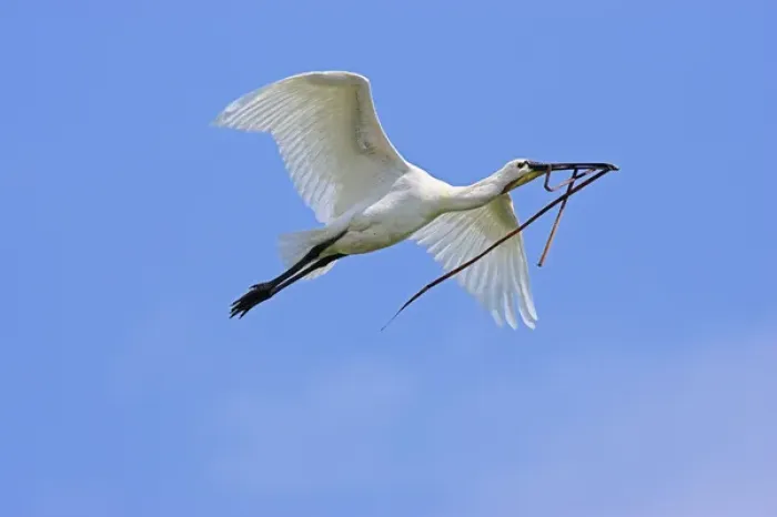 Framed Print : Eurasian spoonbill or common spoonbill (Platalea leucorodia) flying over the wetlands