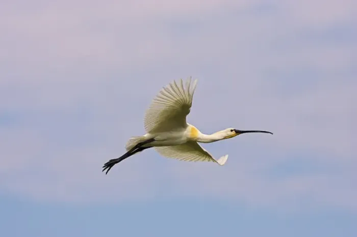 Framed Print : Eurasian spoonbill or common spoonbill (Platalea leucorodia) flying over the wetlands
