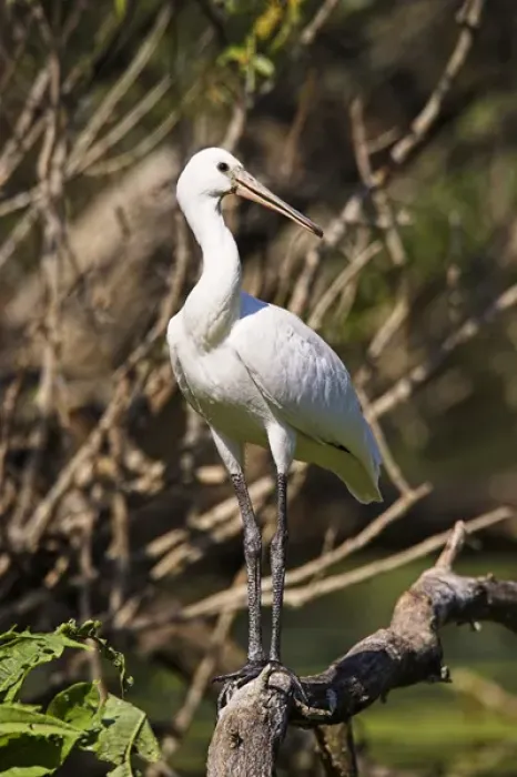 Framed Print : Eurasian spoonbill or common spoonbill (Platalea leucorodia) in the wetlands of the Danube Delta