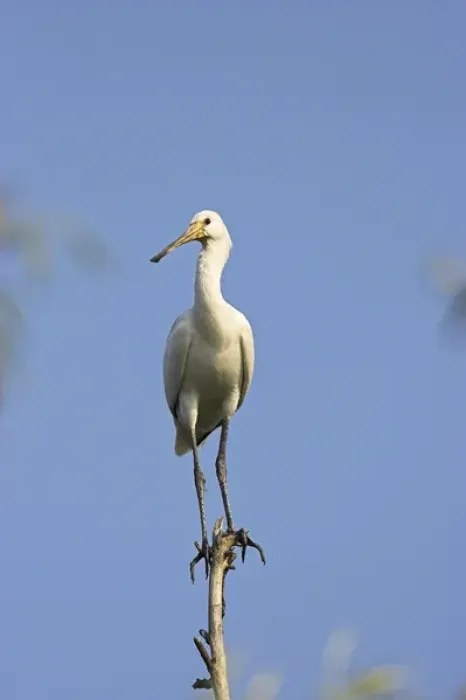 Framed Print : Eurasian spoonbill or common spoonbill (Platalea leucorodia) in the wetlands of the Danube Delta Framed Print : Eurasian spoonbill or common spoonbill (Platalea leucorodia) in the wetlands of the Danube Delta