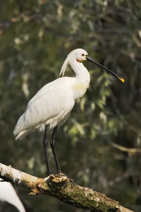 Framed Print : Eurasian spoonbill or common spoonbill (Platalea leucorodia) in the wetlands of the Danube Delta Framed Print : Eurasian spoonbill or common spoonbill (Platalea leucorodia) in the wetlands of the Danube Delta