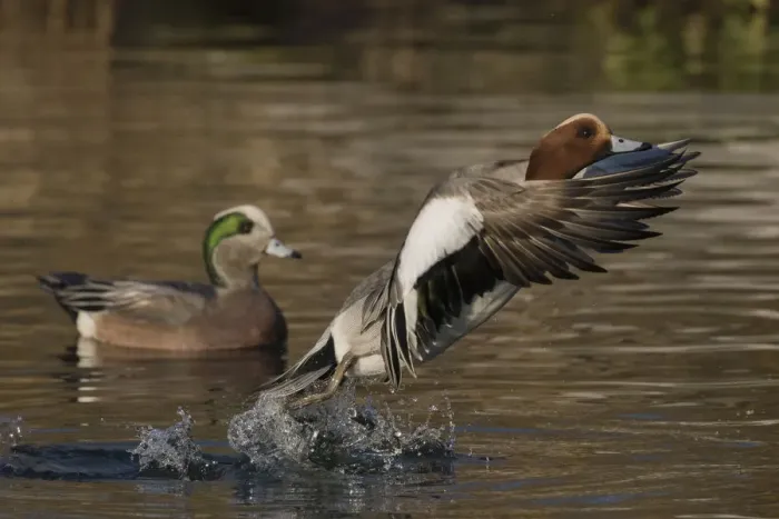 Framed Print : Eurasian wigeon flying Framed Print : Eurasian wigeon flying