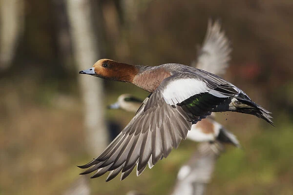 Eurasian Wigeon taking Flight