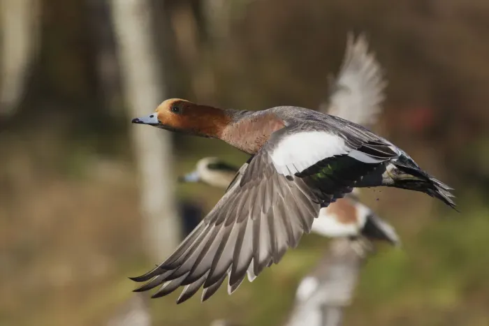 Framed Print : Eurasian Wigeon taking Flight
