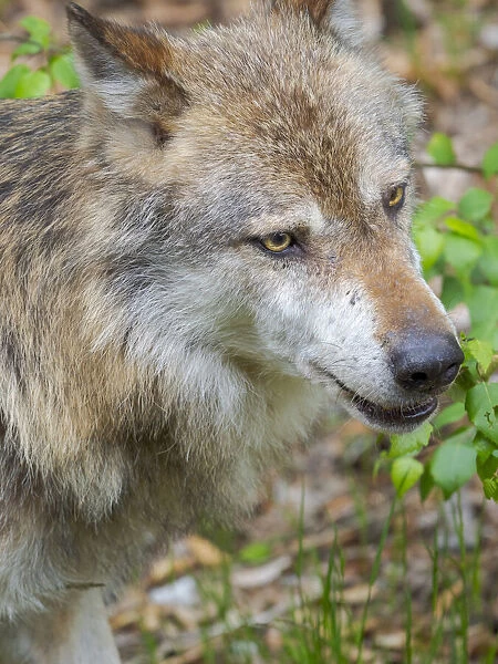 Eurasian Wolf (Canis lupus) National Park Bavarian Forest, enclosure, Germany