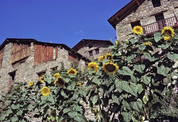 Europe, Andorra. Ripe sunflowers enhance old stone buildings in Andorra