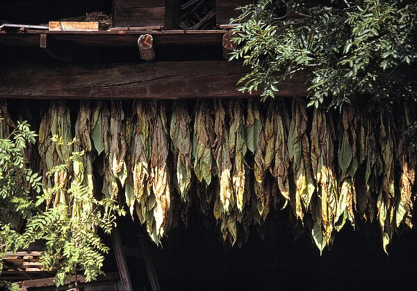 Europe, Andorra. Tobacco leaves dry in an old shed in Andorra