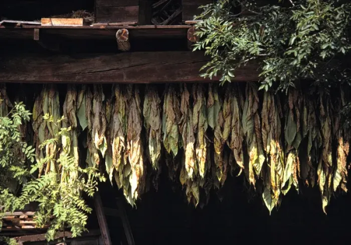 Framed Print : Europe, Andorra. Tobacco leaves dry in an old shed in Andorra