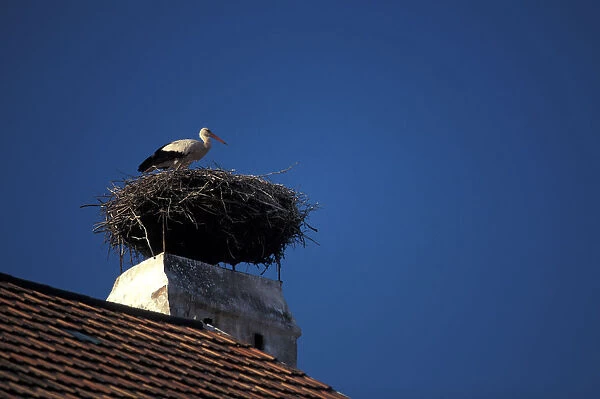 Europe, Austria, Burgenland, Rut, Neusiedler See. Stork nest