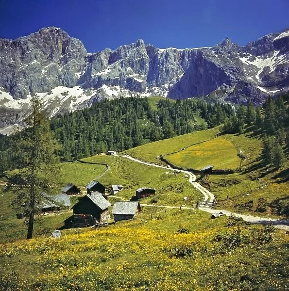 Europe, Austria, Dachstein Alps. Buttercups fill the meadows near hay barns in the Dachstein Alps