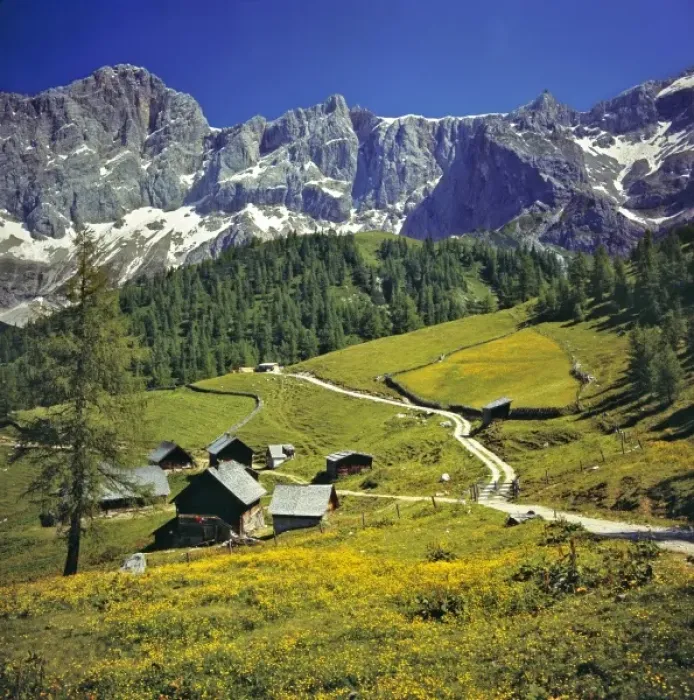 Framed Print : Europe, Austria, Dachstein Alps. Buttercups fill the meadows near hay barns in the Dachstein Alps Framed Print : Europe, Austria, Dachstein Alps. Buttercups fill the meadows near hay barns in the Dachstein Alps