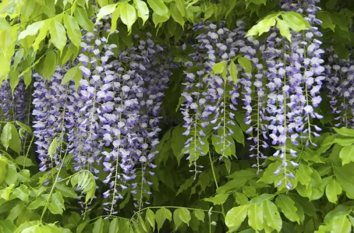 Framed Print : Europe, Austria, Salzburg Stadt, Salzburg, wisteria in bloom Framed Print : Europe, Austria, Salzburg Stadt, Salzburg, wisteria in bloom