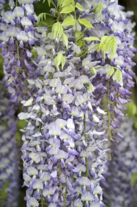 Framed Print : Europe, Austria, Salzburg Stadt, Salzburg, wisteria in Mirabell Garden Framed Print : Europe, Austria, Salzburg Stadt, Salzburg, wisteria in Mirabell Garden
