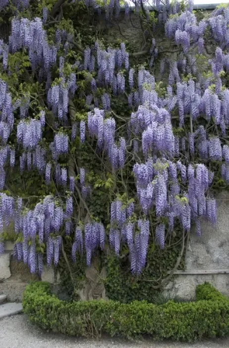 Framed Print : Europe, Austria, Salzburg Stadt, Salzburg, wisteria in bloom