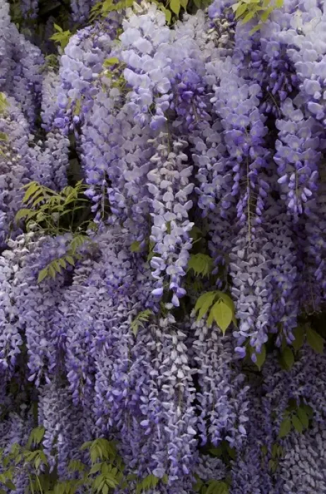 Framed Print : Europe, Austria, Salzburg Stadt, Salzburg, wisteria in Mirabell Garden Framed Print : Europe, Austria, Salzburg Stadt, Salzburg, wisteria in Mirabell Garden