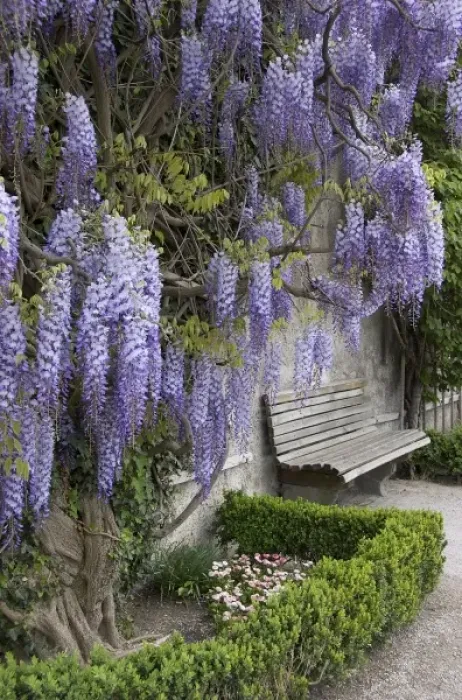 Framed Print : Europe, Austria, Salzburg Stadt, Salzburg, wisteria in Mirabell Garden