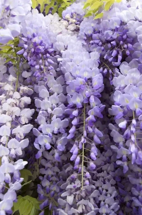Framed Print : Europe, Austria, Salzburg Stadt, Salzburg, wisteria in Mirabell Garden Framed Print : Europe, Austria, Salzburg Stadt, Salzburg, wisteria in Mirabell Garden