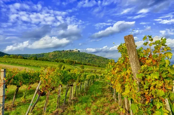 Framed Print : Europe, Austria, Vienna. Vienna has 630 producers -- one wine producer per 2, 500 Framed Print : Europe, Austria, Vienna. Vienna has 630 producers -- one wine producer per 2, 500