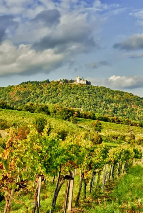 Framed Print : Europe, Austria, Vienna. Vienna has 630 producers -- one wine producer per 2, 500 Framed Print : Europe, Austria, Vienna. Vienna has 630 producers -- one wine producer per 2, 500