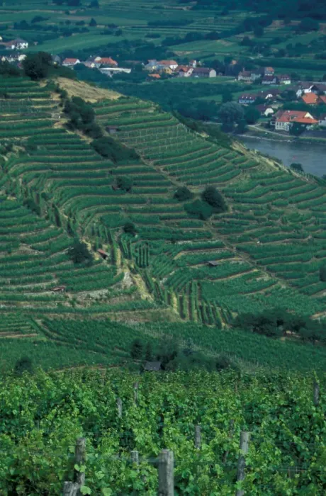Framed Print : Europe, Austria, Wachau Region, Melk and surrounding vineyards Framed Print : Europe, Austria, Wachau Region, Melk and surrounding vineyards