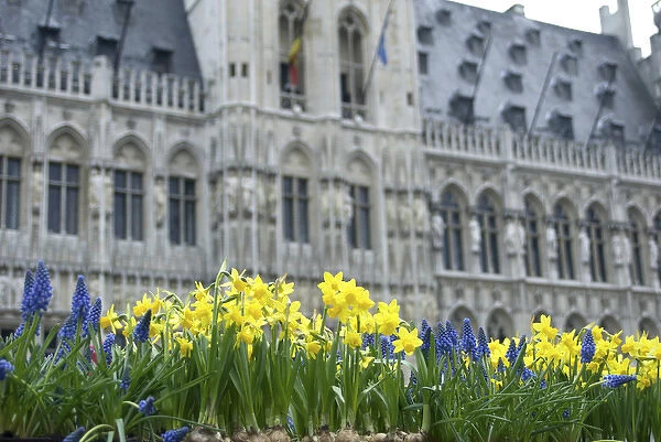 Europe, Belgium, Flanders, Brussels, flowers in Grand Place, town hall