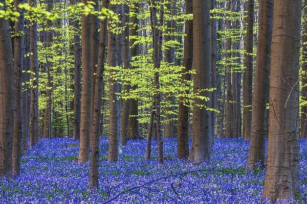 Europe, Belgium. Hallerbos forest with blooming bluebells