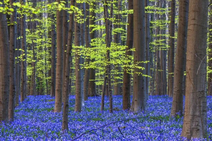 Framed Print : Europe, Belgium. Hallerbos forest with blooming bluebells Framed Print : Europe, Belgium. Hallerbos forest with blooming bluebells