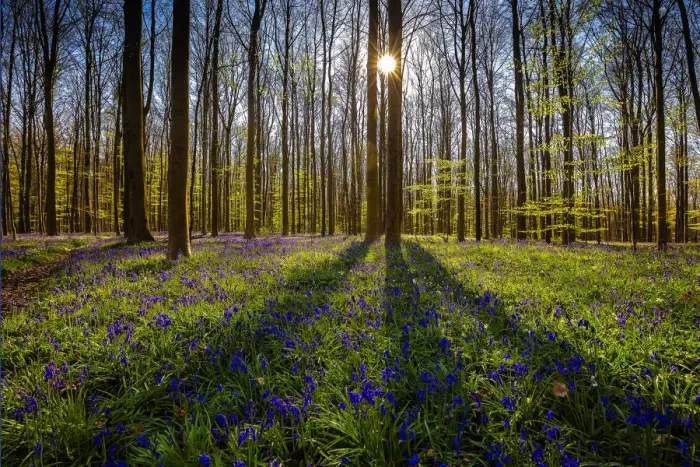 Framed Print : Europe, Belgium. Hallerbos forest with blooming bluebells