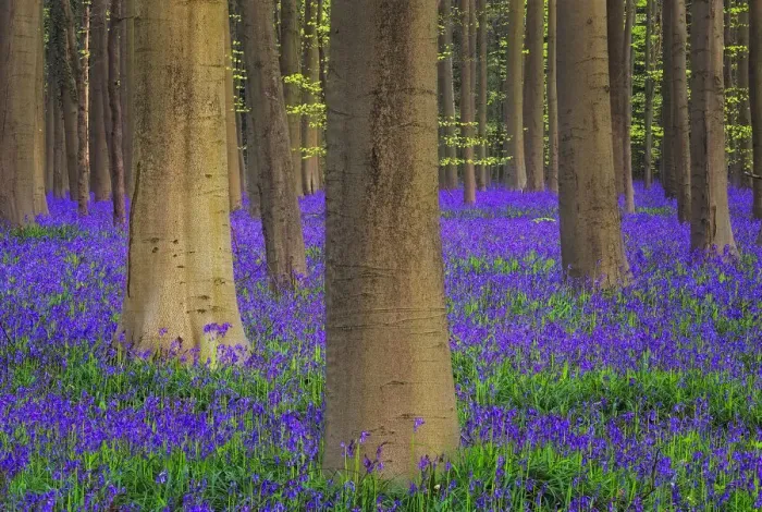 Framed Print : Europe, Belgium. Hallerbos Forest with trees and bluebells Framed Print : Europe, Belgium. Hallerbos Forest with trees and bluebells