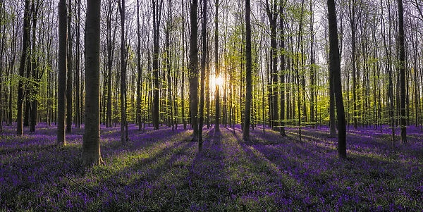 Europe, Belgium. Sunrise on Hallerbos forest with blooming bluebells