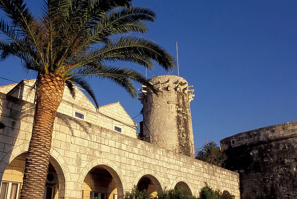 Europe, Croatia, Dalmatia, Korcula. Palm trees and defensive tower