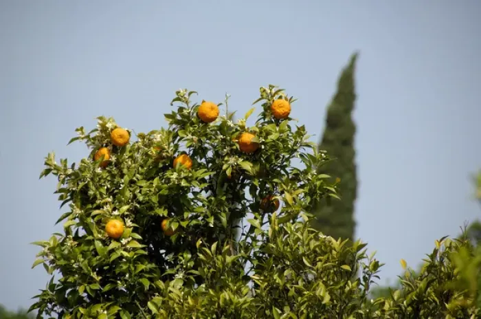 Framed Print : Europe, Croatia. Fertile Konavle Valley, Croatian countryside. Orange tree with typical Framed Print : Europe, Croatia. Fertile Konavle Valley, Croatian countryside. Orange tree with typical