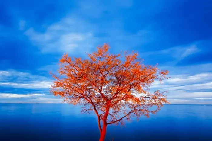 Framed Print : Europe, Croatia, Rovinj. tree at blue hour Credit as: Jim Nilsen  /  Jaynes Gallery  /  DanitaDelimont