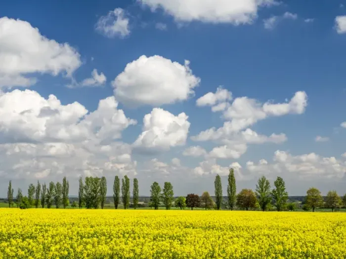 Framed Print : Europe, Czech Republic. Canola field and tree line