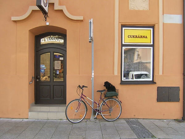 Europe, Czech Republic, Ceske Budejovice. A small poodle waits patiently on his bicycle