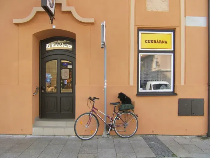 Framed Print : Europe, Czech Republic, Ceske Budejovice. A small poodle waits patiently on his bicycle Framed Print : Europe, Czech Republic, Ceske Budejovice. A small poodle waits patiently on his bicycle