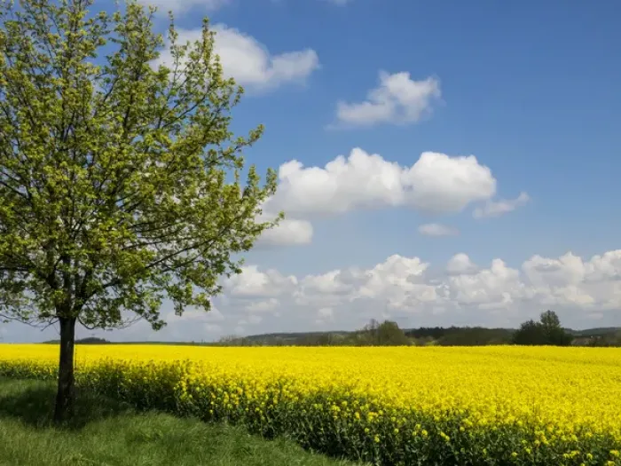 Framed Print : Europe, Czech Republic. Lone tree and canola field Framed Print : Europe, Czech Republic. Lone tree and canola field