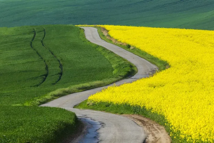Framed Print : Europe, Czech Republic, Moravia. Road through farm field