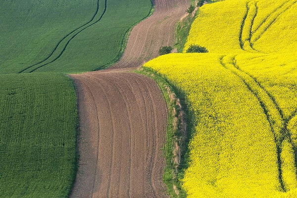 Europe, Czech Republic, Moravia. Road through farm field