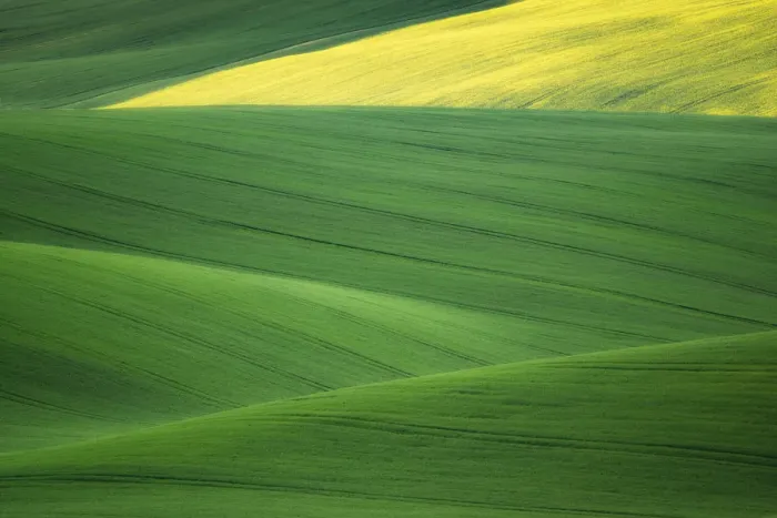 Framed Print : Europe, Czech Republic. Moravia wheat and canola fields Framed Print : Europe, Czech Republic. Moravia wheat and canola fields