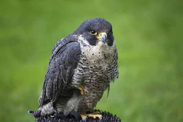 Europe, Czech Republic, Prague. A captive peregrine falcon at the Royal Gardens. Credit as