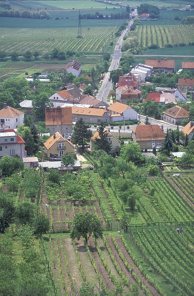 Europe, Czech Republic, South Moravia, Mikulov (Palava Region) Vineyards seen