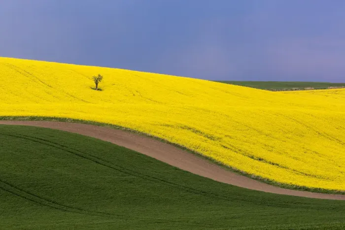 Framed Print : Europe, Czech Republic, Southern Moravia. Farm field of yellow canola and wheat. Credit as Framed Print : Europe, Czech Republic, Southern Moravia. Farm field of yellow canola and wheat. Credit as