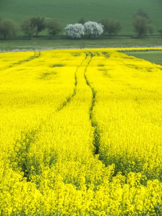 Framed Print : Europe, Czech Republic. Tracks in canola field Framed Print : Europe, Czech Republic. Tracks in canola field