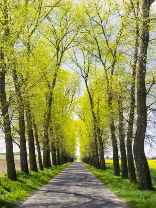 Framed Print : Europe, Czech Republic. Tree Lined Road through a Canola field in the Hradec Kralove